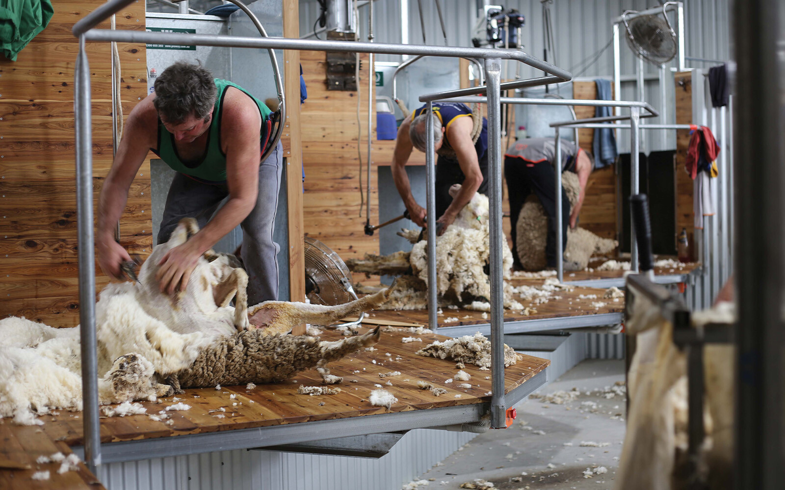 Coliban Estate shearing shed 