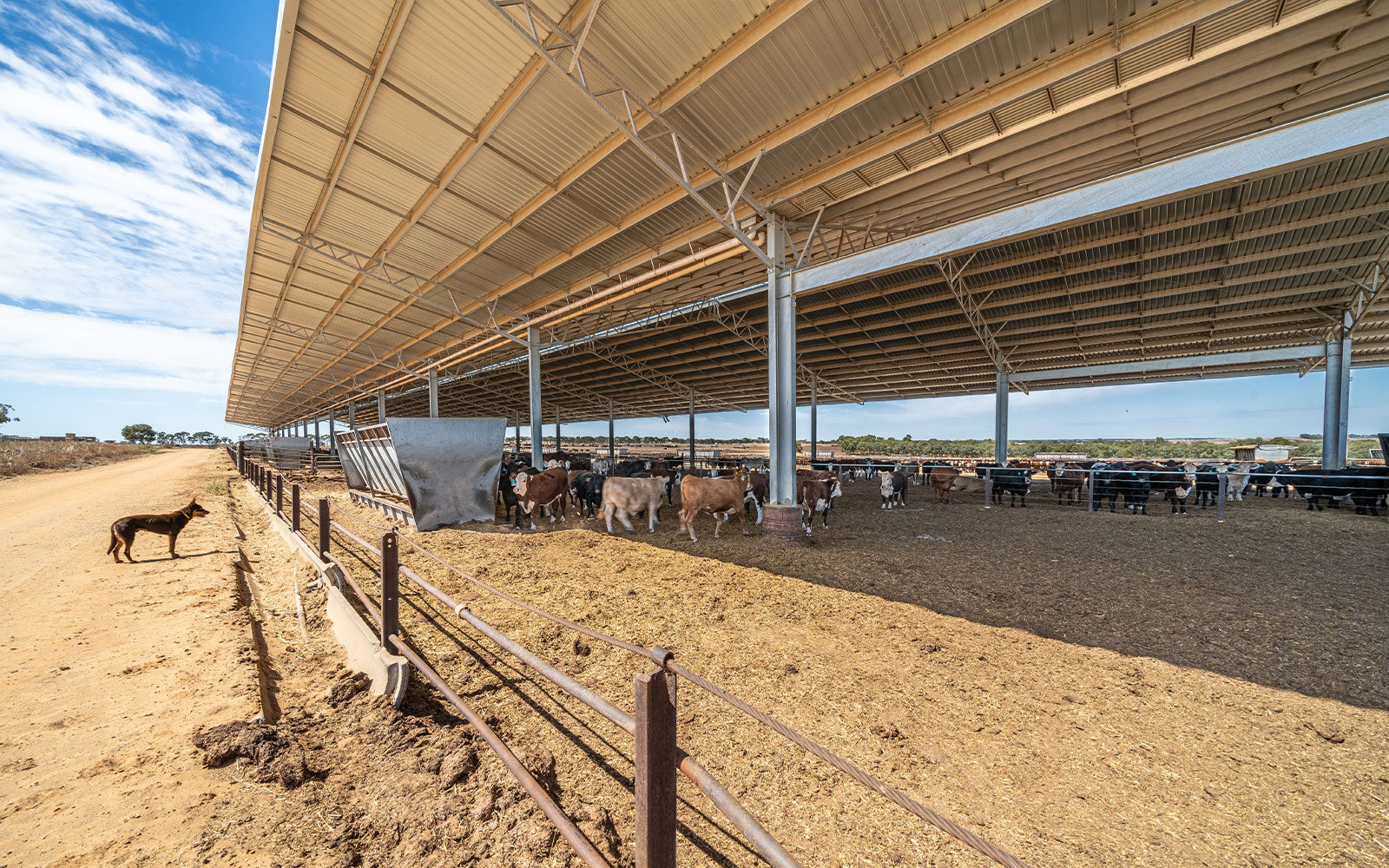 Darren Rethus feedlot  