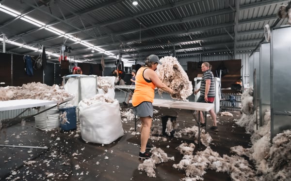 Egerton Farms shearing shed 