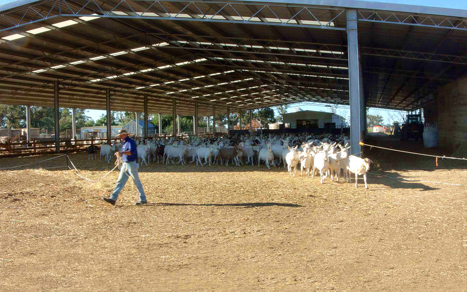 Rowland and Anne Pell intensive animal husbandry shed  