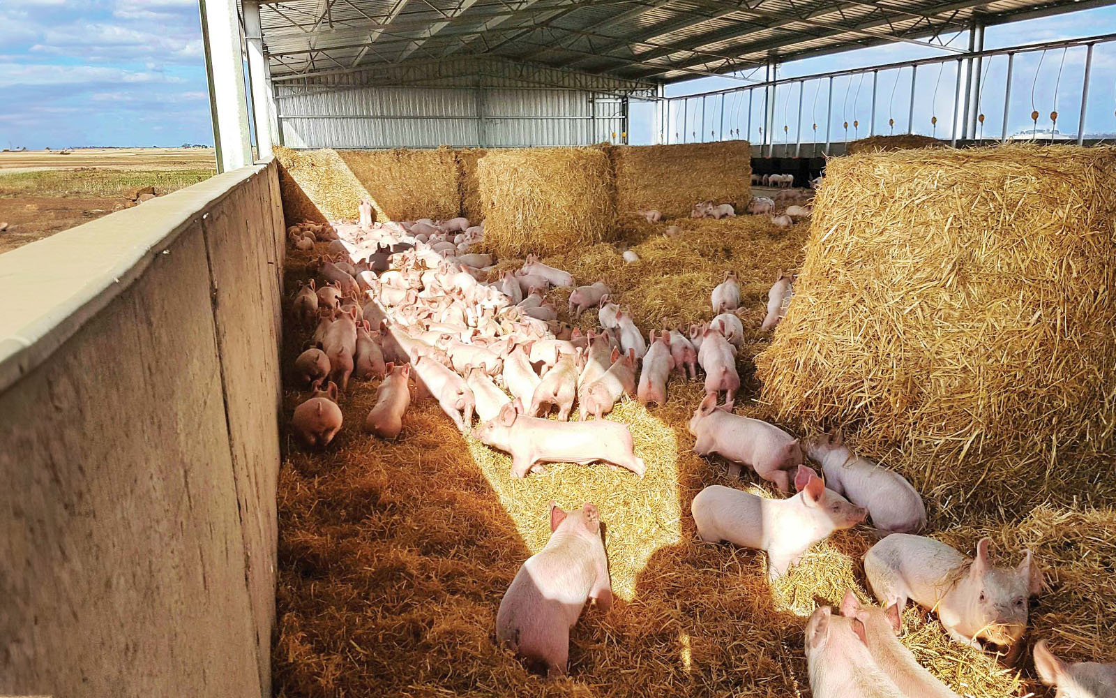 Western Plains Pork intensive animal husbandry shed 