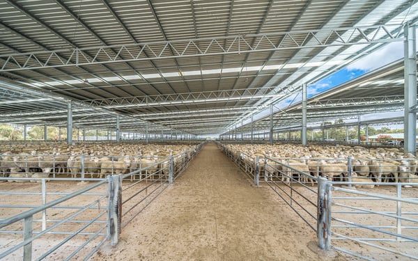 Horsham Regional Livestock Exchange saleyard cover